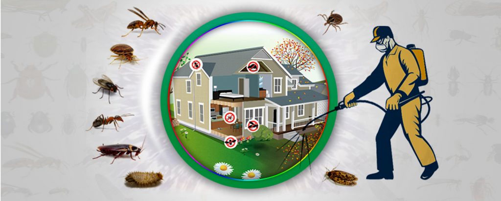 Dịch vụ diệt côn trùng kiến dán các loại